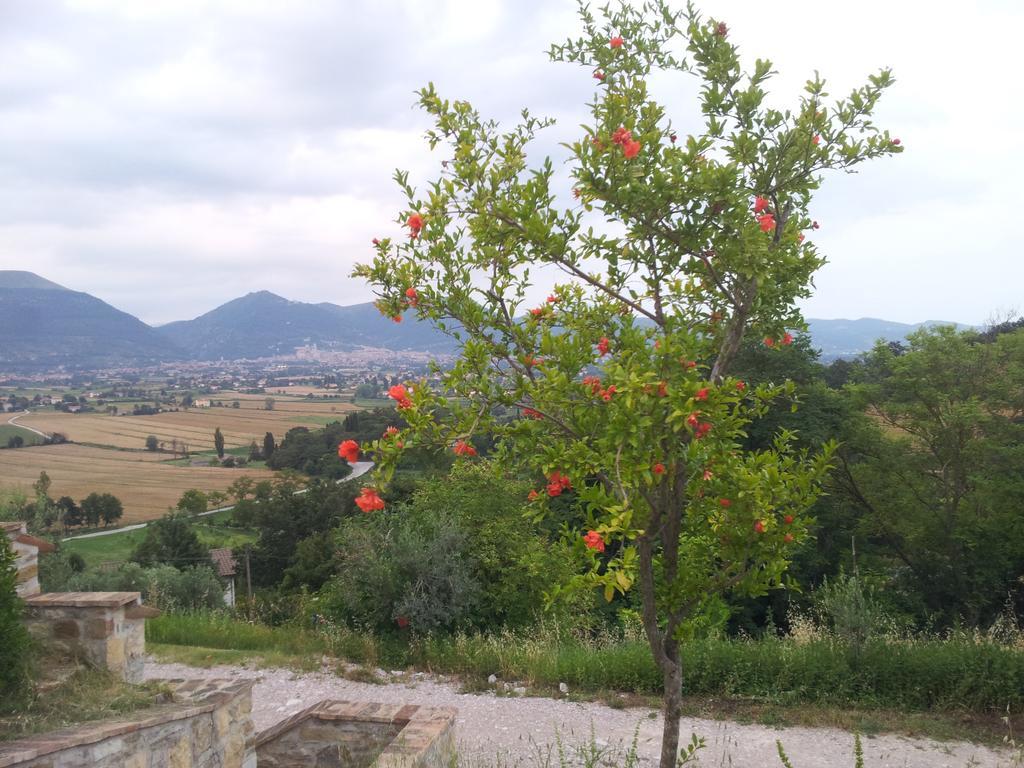 Fonte Chiara Villa Gubbio Værelse billede